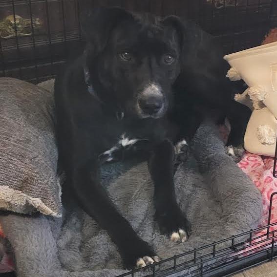 Tips, Adoptable, Adult Male Pit Bull Terrier & Mixed Breed.