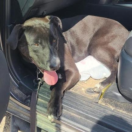 Tips, a Adoptable mixed breed in Abilene, TX image 3/6