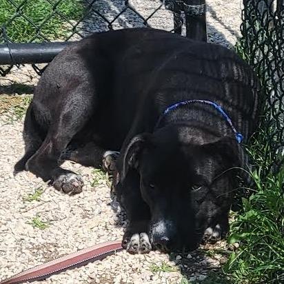 Tips, a Adoptable mixed breed in Abilene, TX image 4/6