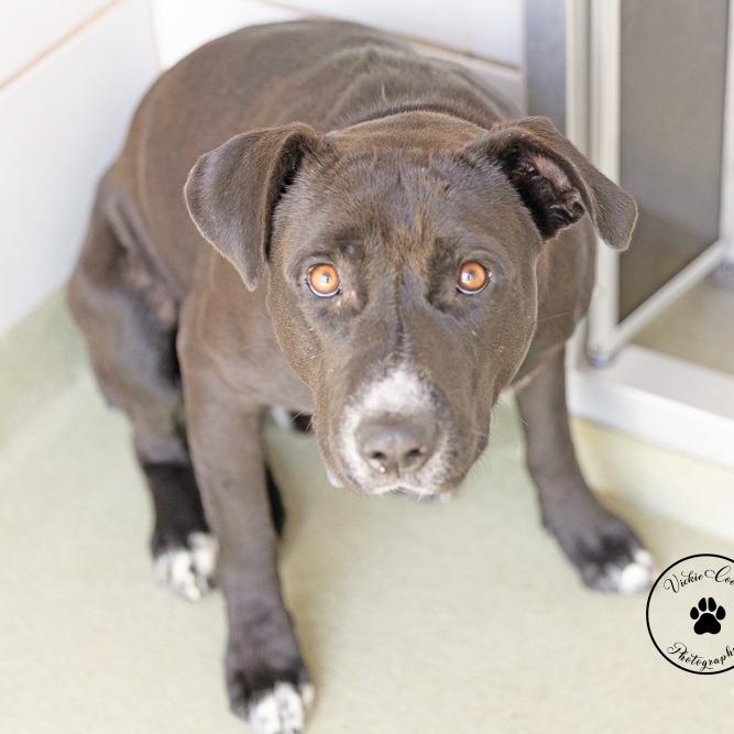 Enlarge Tips, a Adoptable mixed breed in Abilene, TX image 2/2