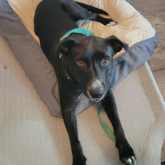 Tips, a Adoptable mixed breed in Abilene, TX image 6/6