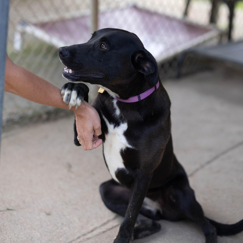 Enlarge Sienna, a Adoptable mixed breed in Talbott, TN image 1/5