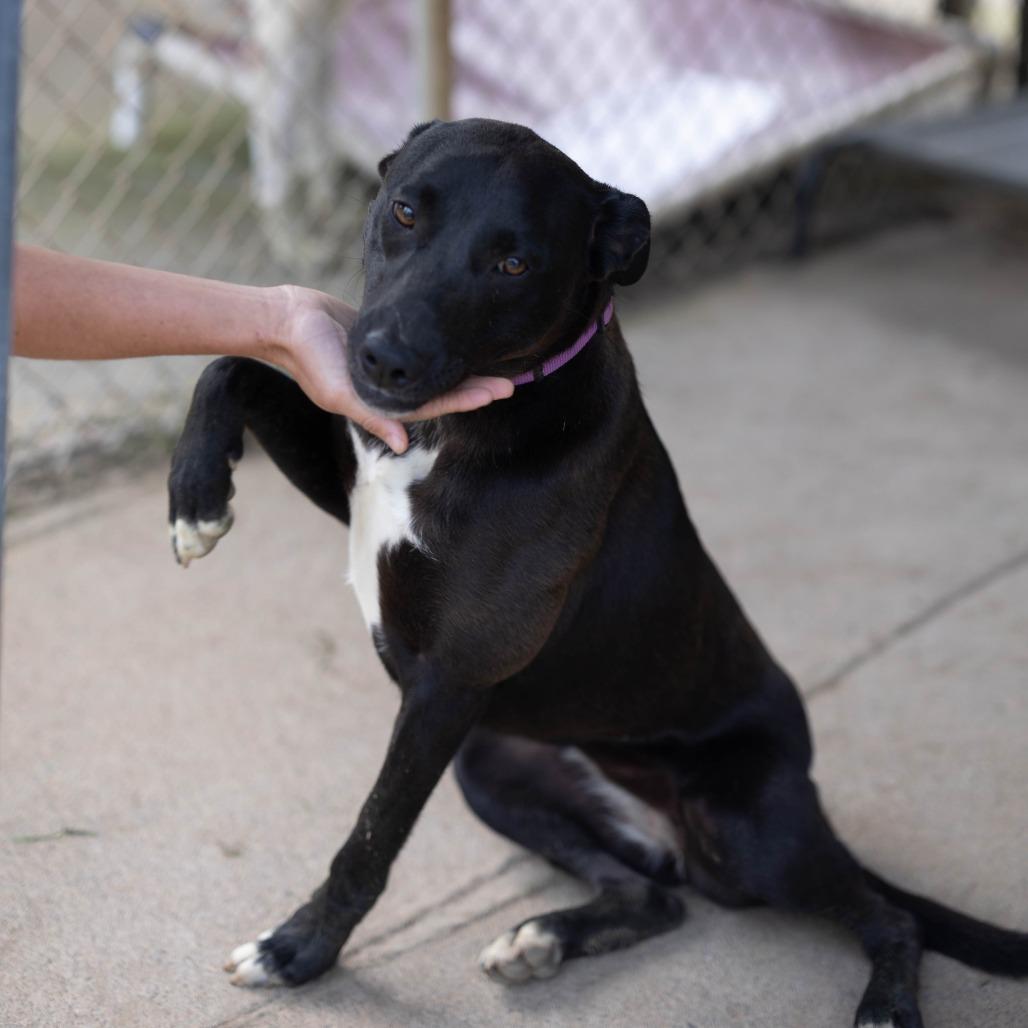 Enlarge Sienna, a Adoptable mixed breed in Talbott, TN image 2/5