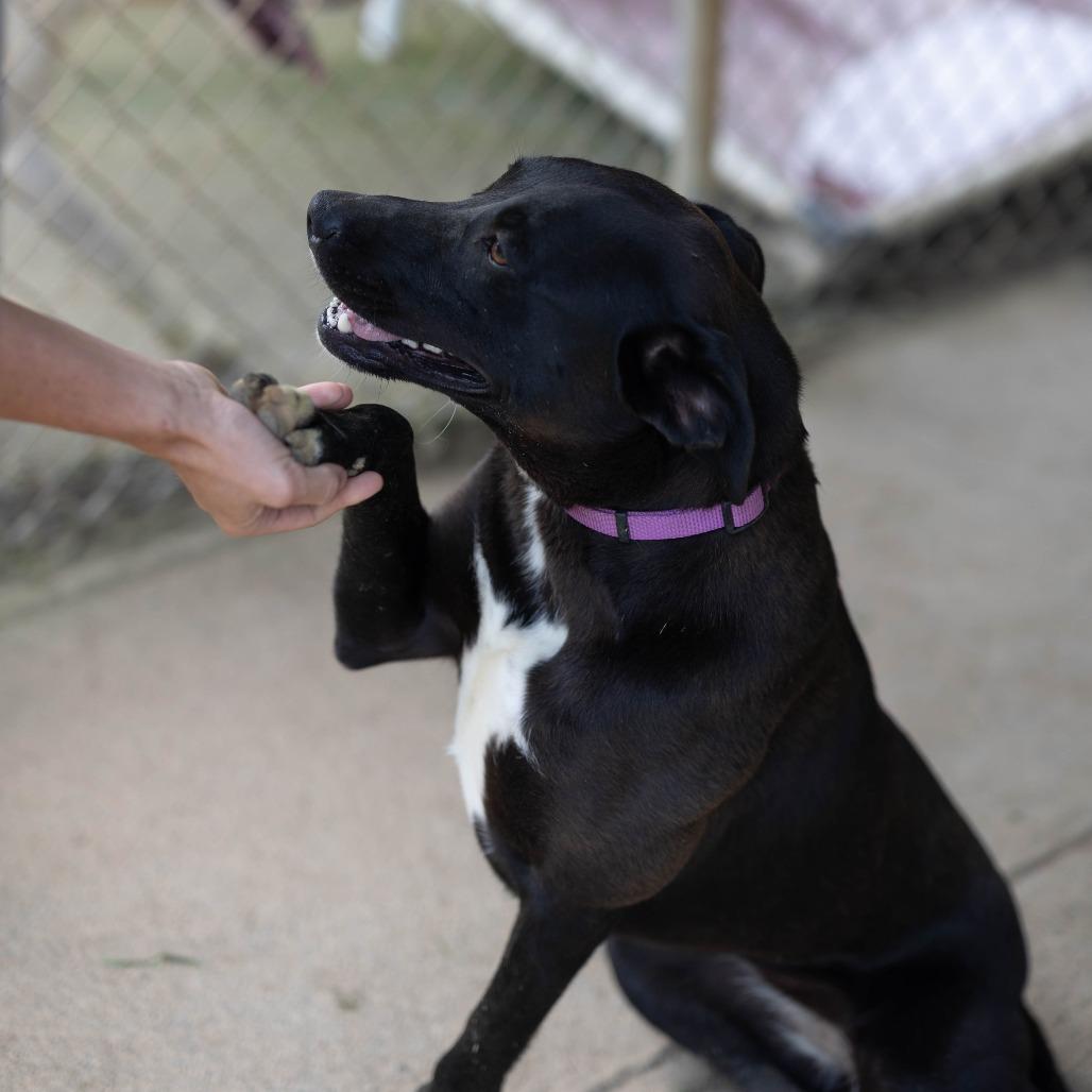 Enlarge Sienna, a Adoptable mixed breed in Talbott, TN image 3/5