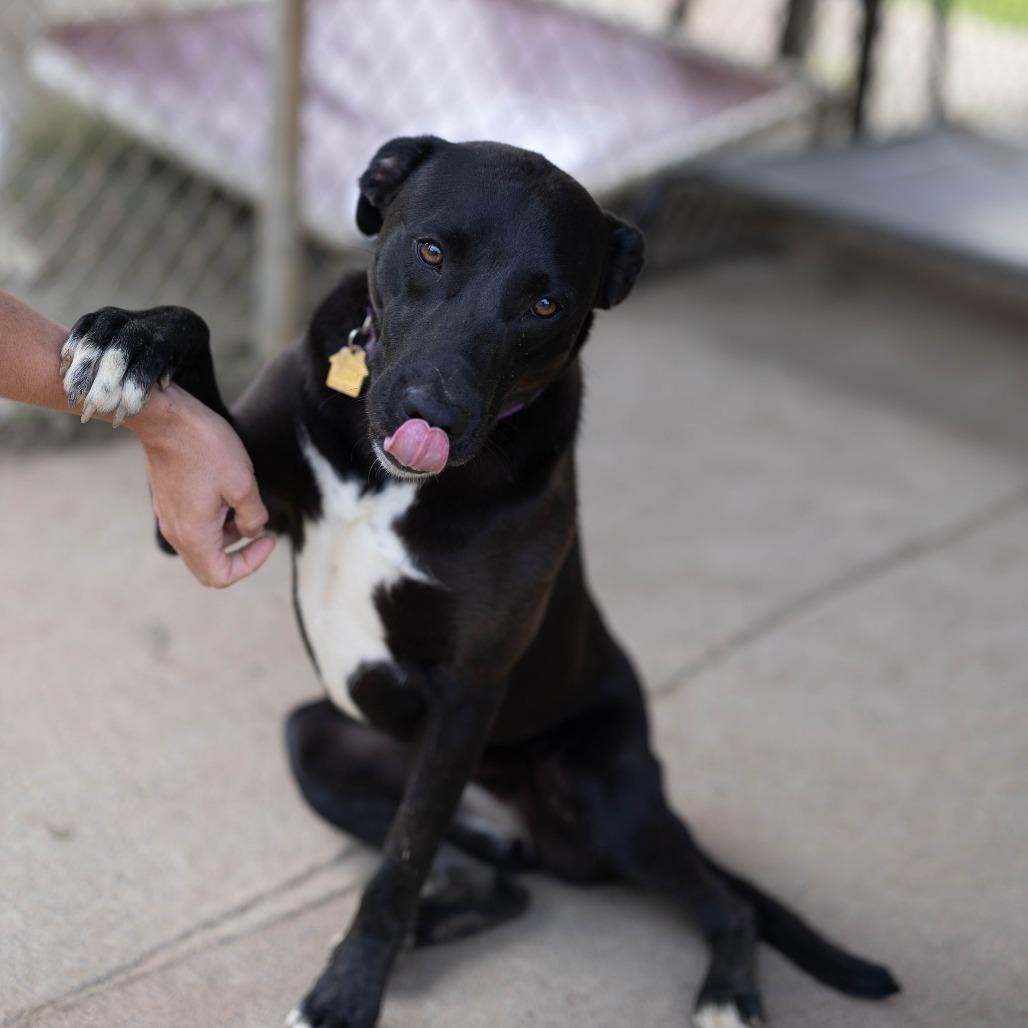 Enlarge Sienna, a Adoptable mixed breed in Talbott, TN image 4/5