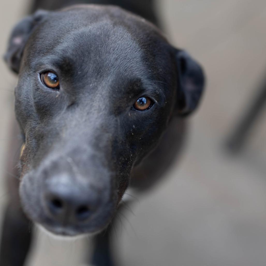 Enlarge Sienna, a Adoptable mixed breed in Talbott, TN image 5/5