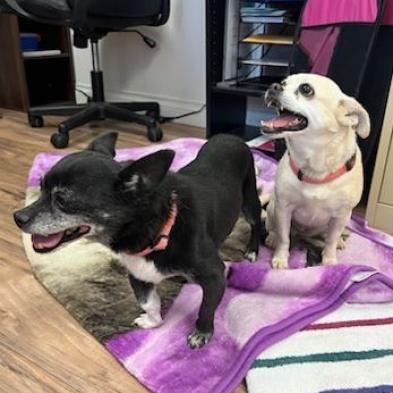 Enlarge Max, a Adoptable Chihuahua in Pahrump, NV image 3/3