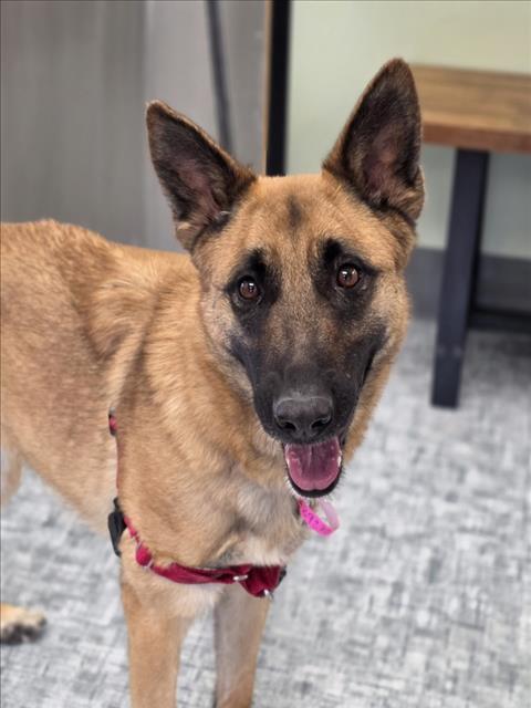 Enlarge LILY, a Adoptable mixed breed in Loveland, CO image 1/1
