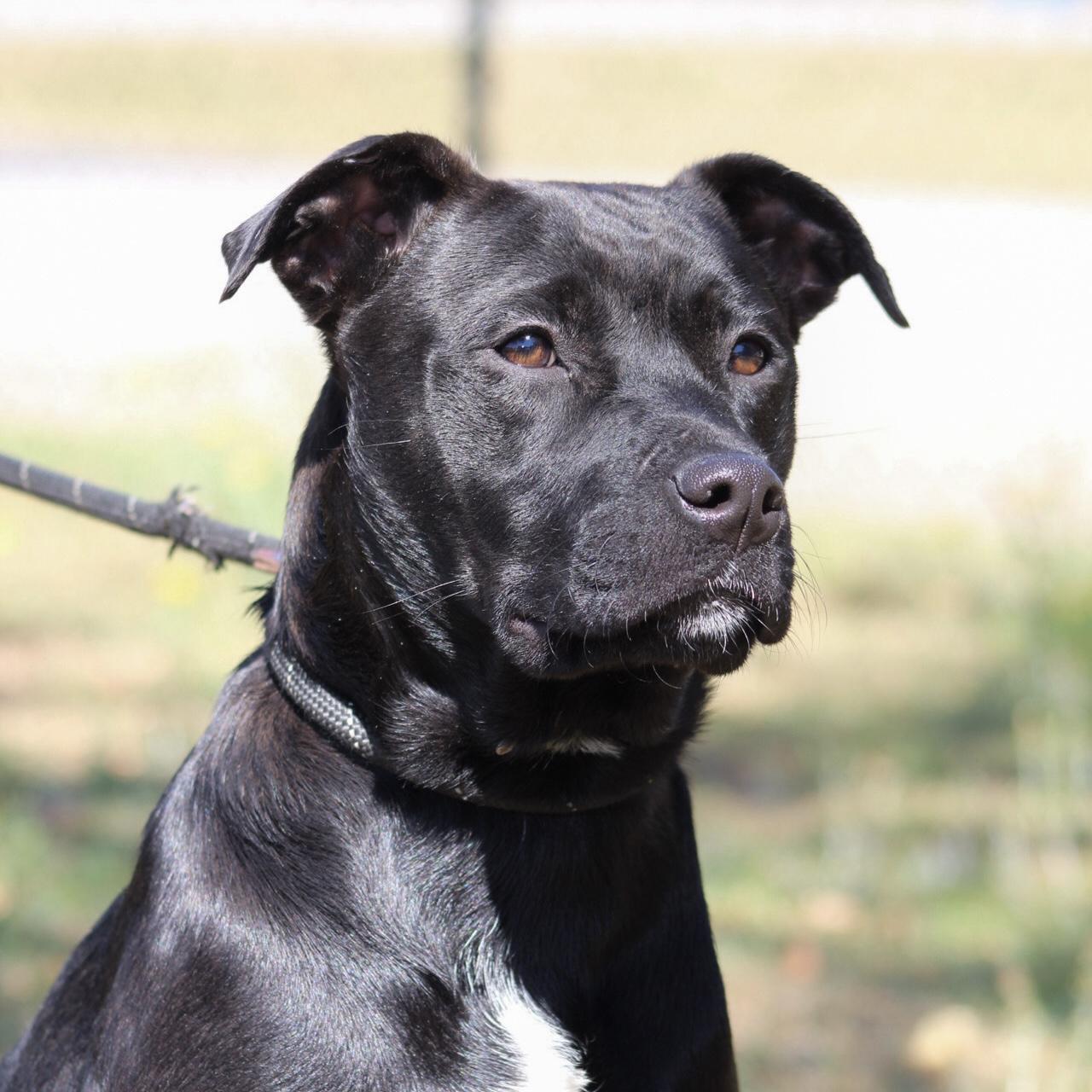 Enlarge Lolly, a Adoptable mixed breed in Thomaston , ME image 6/6