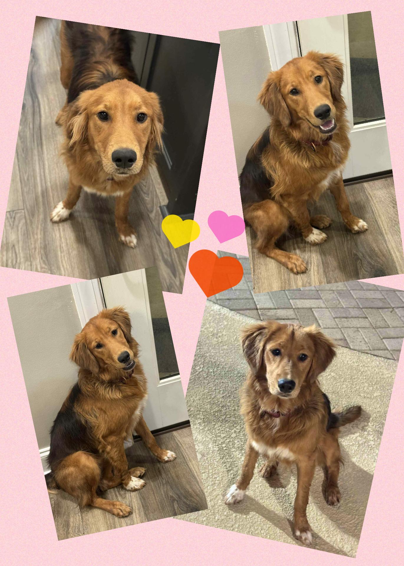 Enlarge Flower, a Adopted mixed breed in Westlake, OH image 3/6