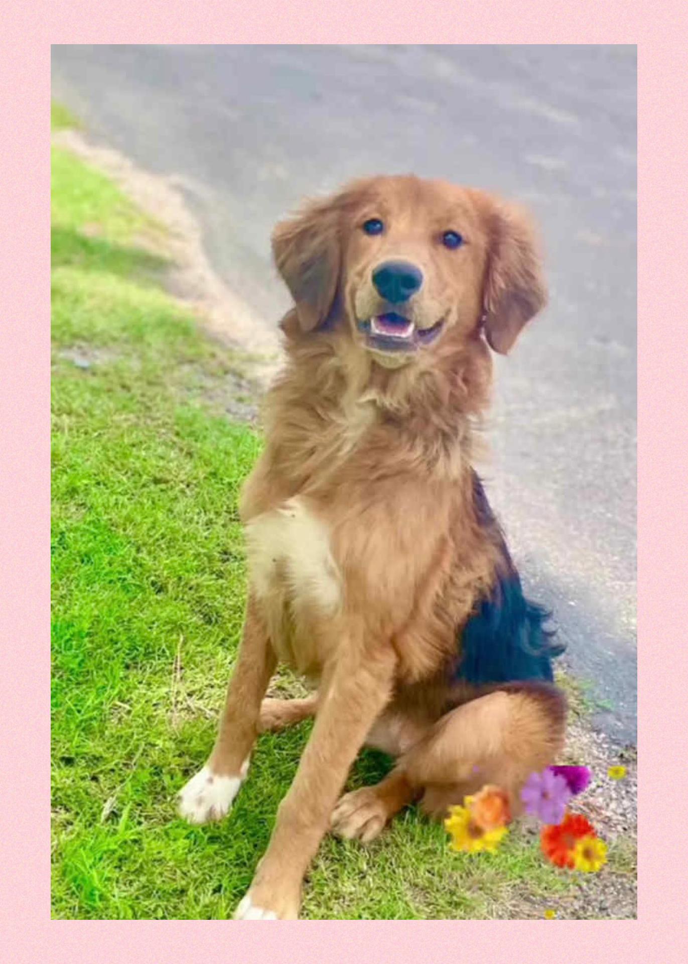 Enlarge Flower, a Adopted mixed breed in Westlake, OH image 6/6