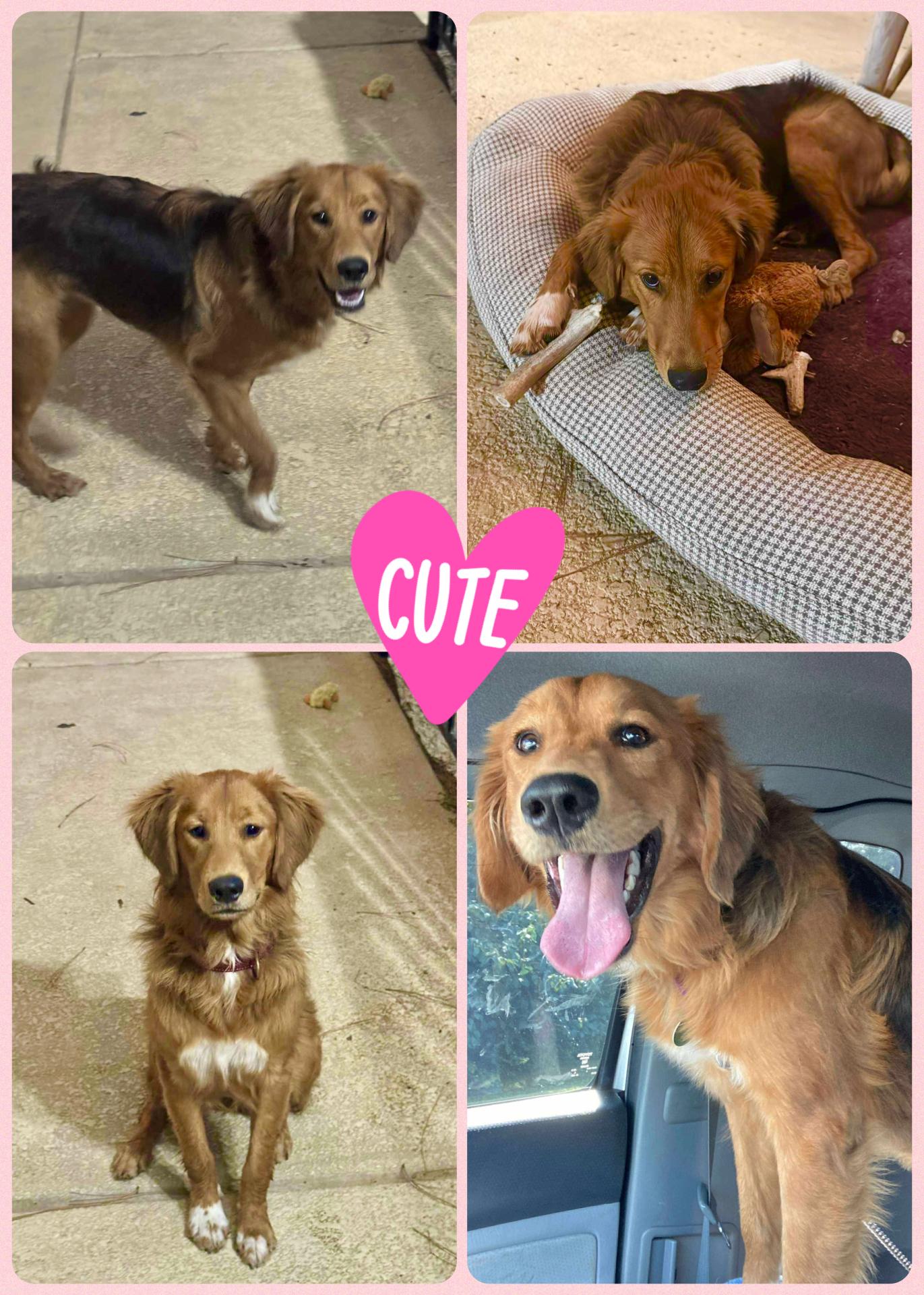 Enlarge Flower, a Adopted mixed breed in Westlake, OH image 5/6