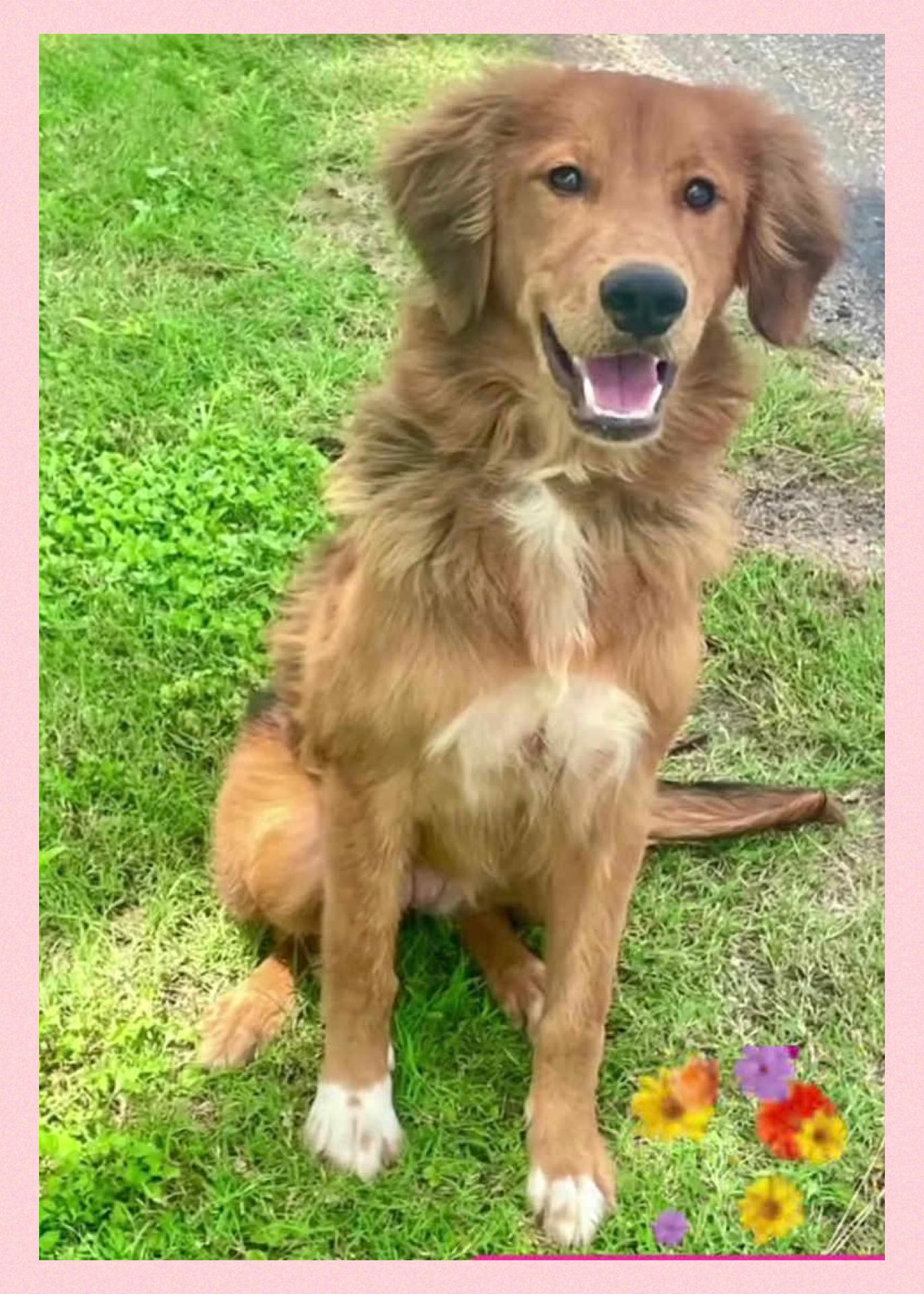 Enlarge Flower, a Adopted mixed breed in Westlake, OH image 4/6