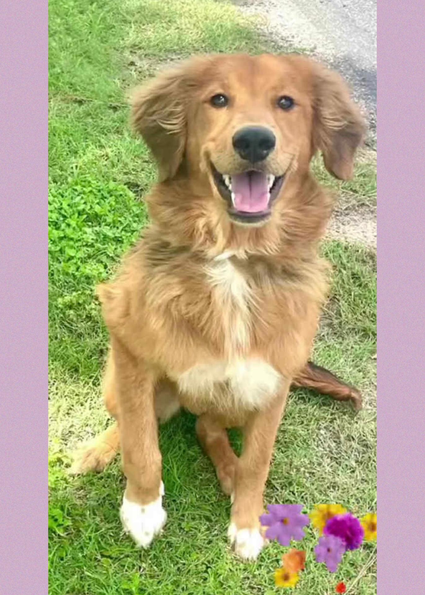 Enlarge Flower, a Adopted mixed breed in Westlake, OH image 2/6