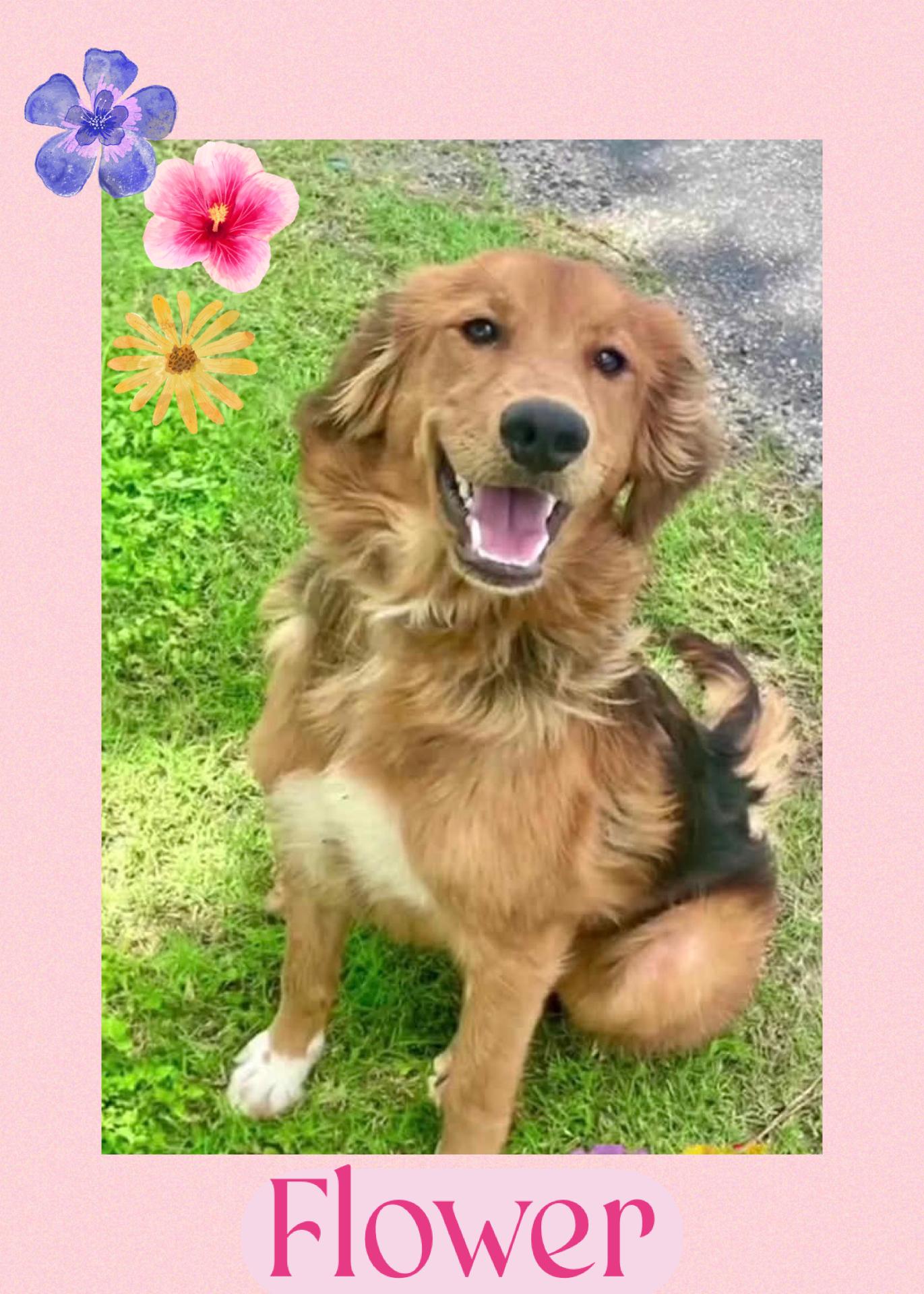 Enlarge Flower, a Adopted mixed breed in Westlake, OH image 1/6