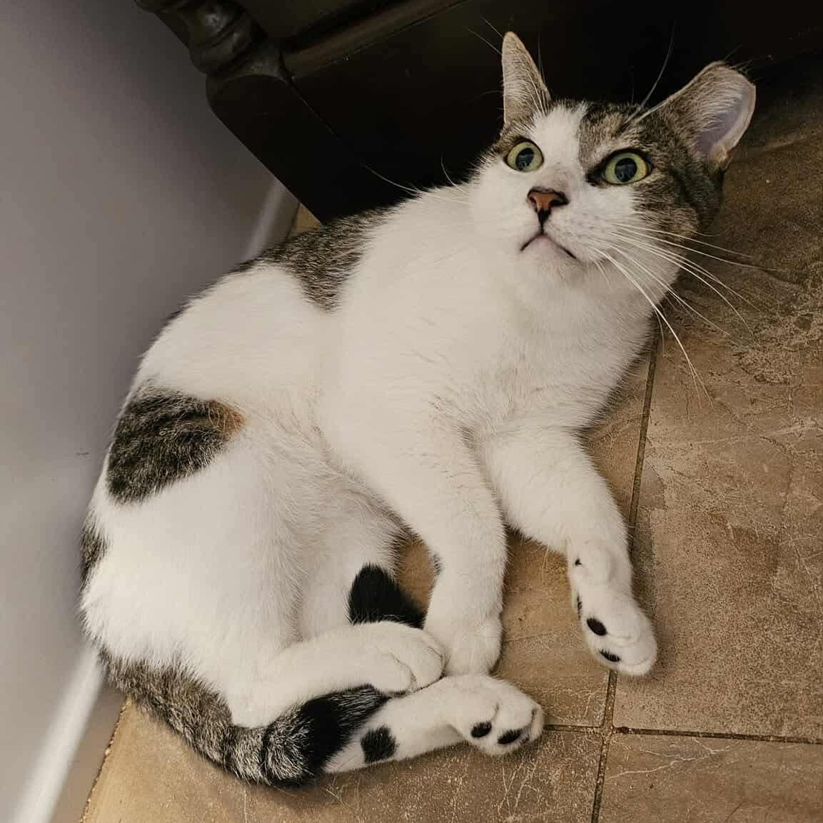Dusty - Handsome Boi, a Adoptable Domestic Short Hair in New York, NY image 3/6