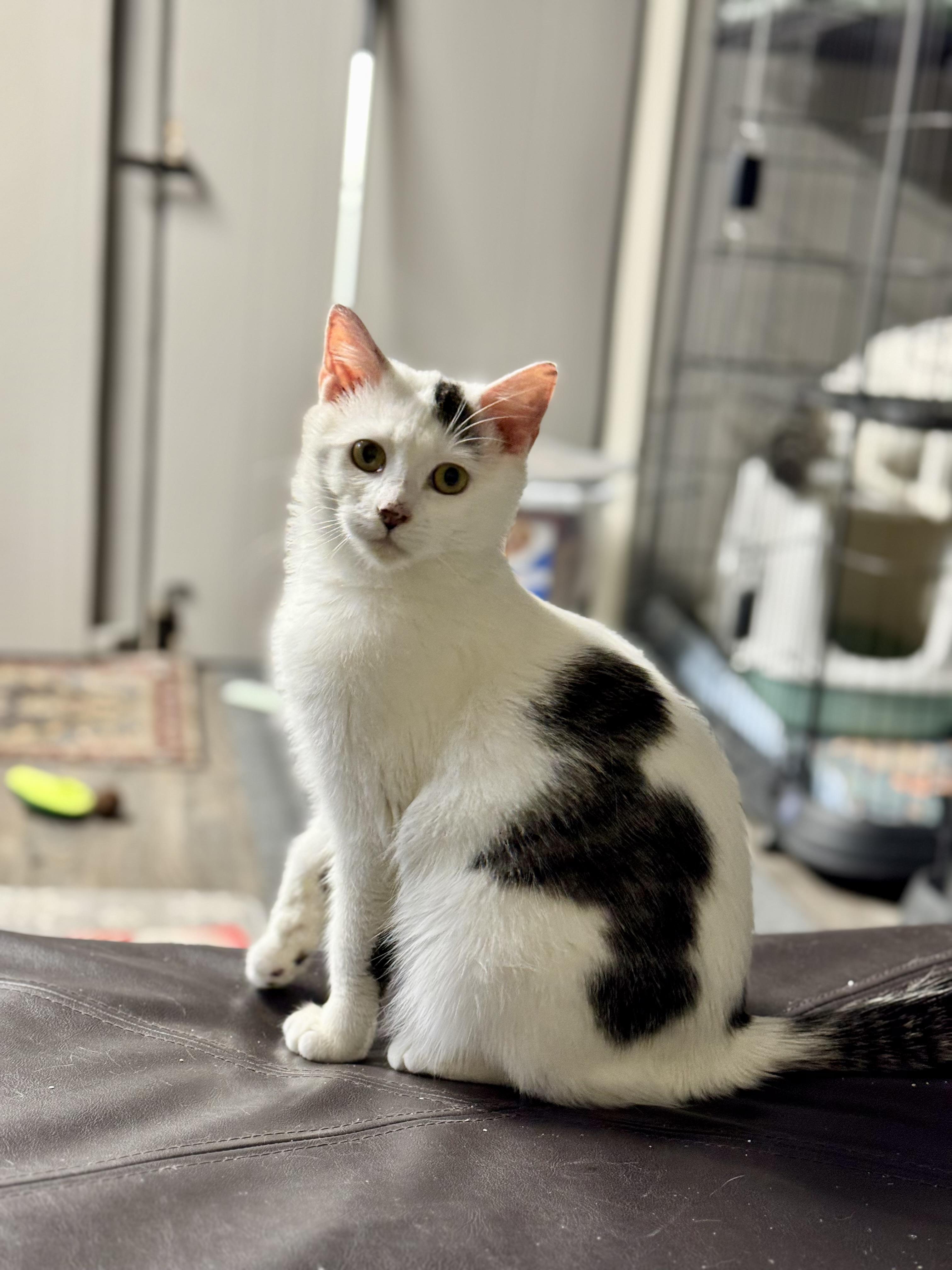 Glenn, adopted, Kitten Male Domestic Short Hair.