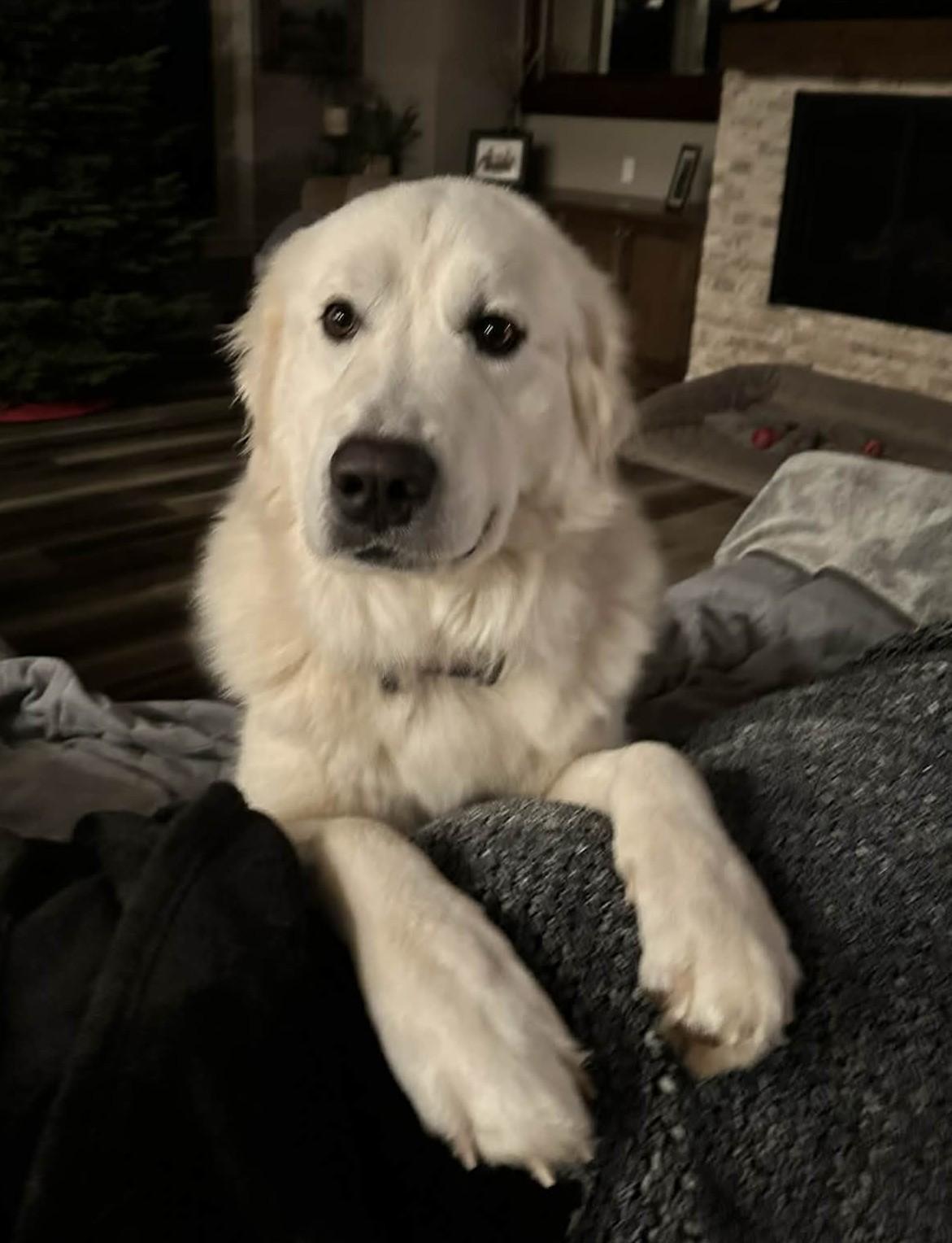 Octavius, ADOPTABLE, Young Male Great Pyrenees & Maremma Sheepdog.