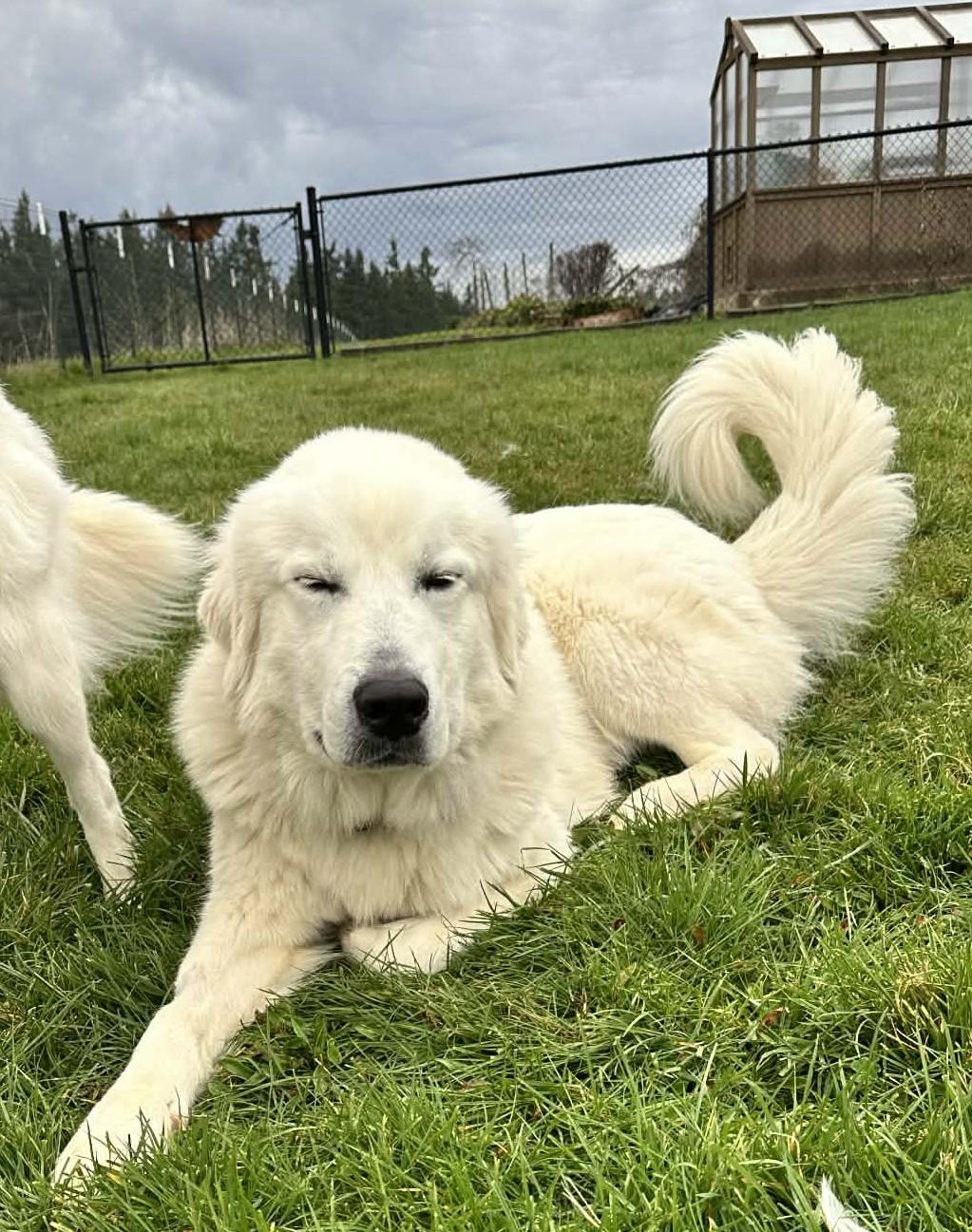 Enlarge Octavius, a ADOPTABLE mixed breed in Portland, OR image 2/6