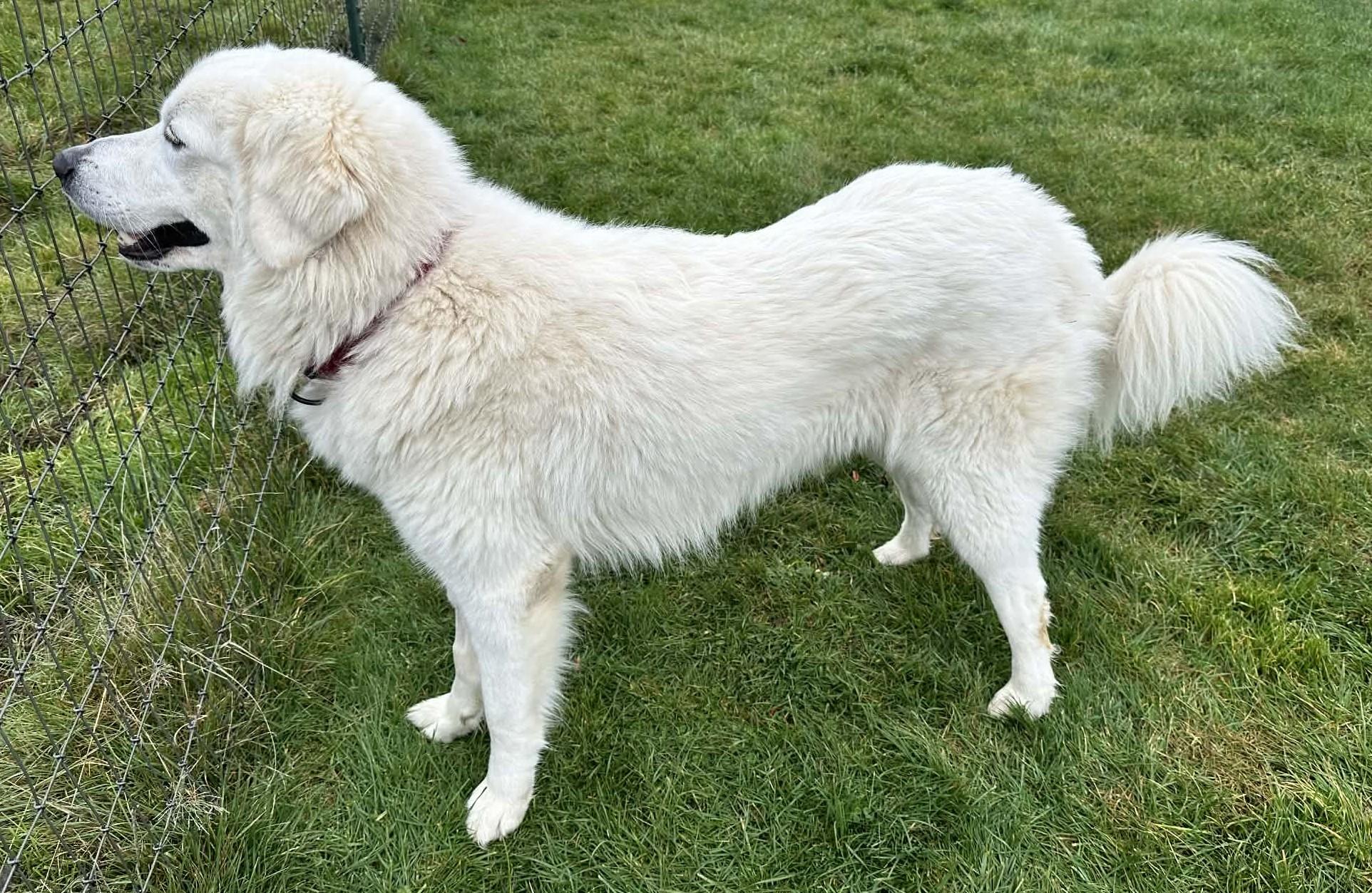 Octavius — thumbnail 3