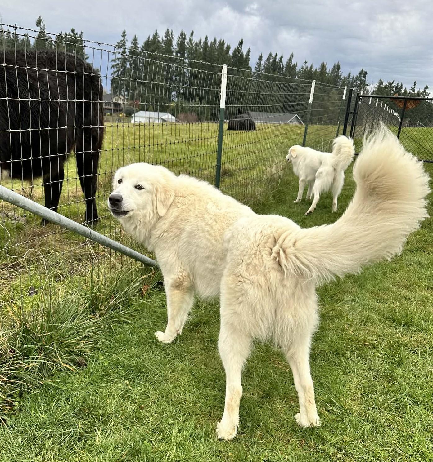 Enlarge Octavius, a ADOPTABLE mixed breed in Portland, OR image 5/6