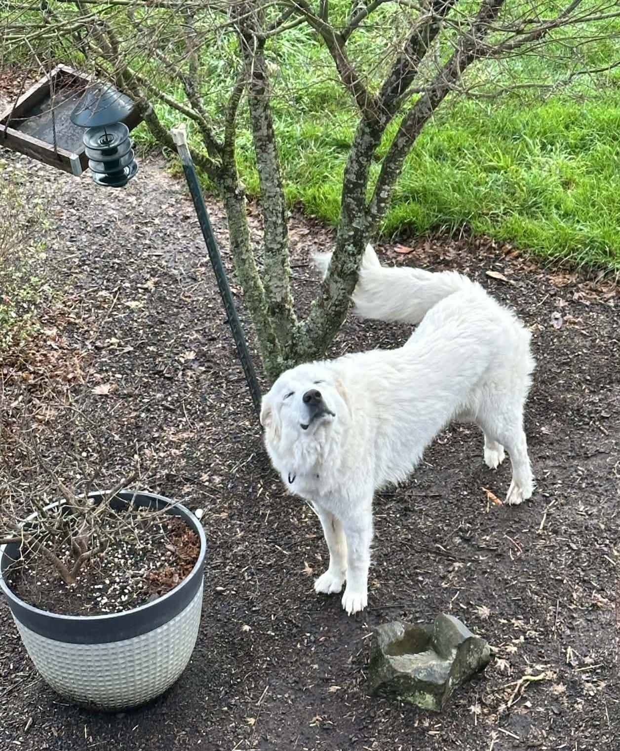Enlarge Octavius, a ADOPTABLE mixed breed in Portland, OR image 6/6