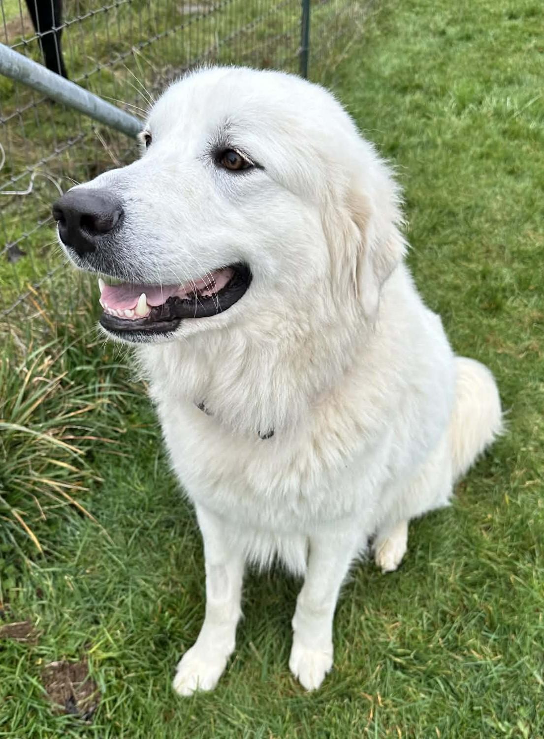 Enlarge Octavius, a ADOPTABLE mixed breed in Portland, OR image 3/6