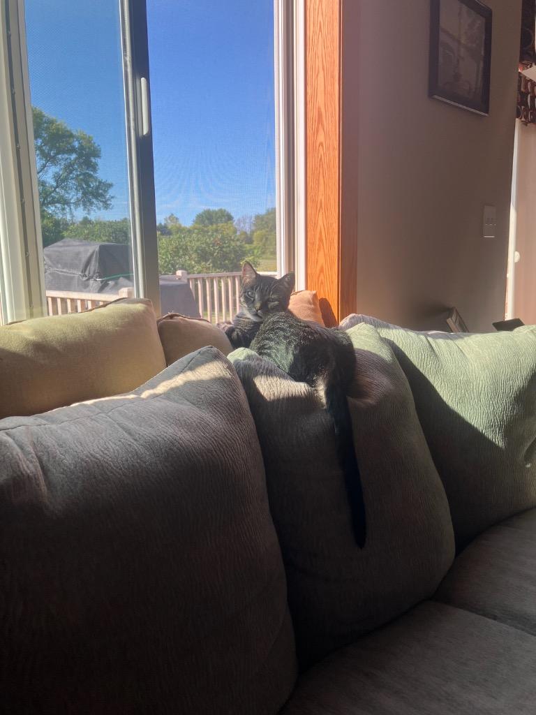 Raccoon, Adoptable, Young Male Domestic Short Hair.
