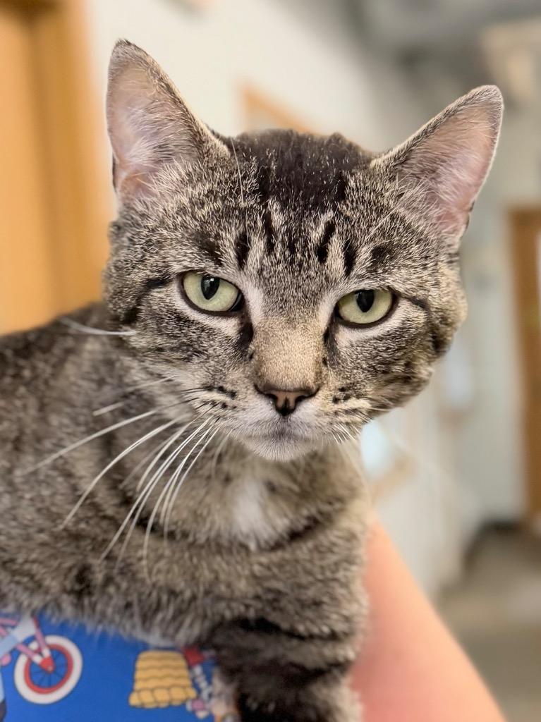 Enlarge Raccoon, a Adoptable mixed breed in Menomonie, WI image 1/1