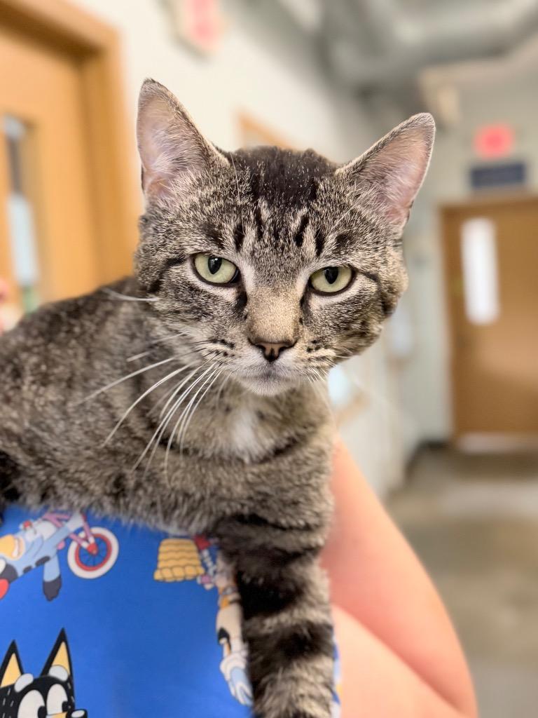 Enlarge Raccoon, a Adoptable mixed breed in Menomonie, WI image 1/1