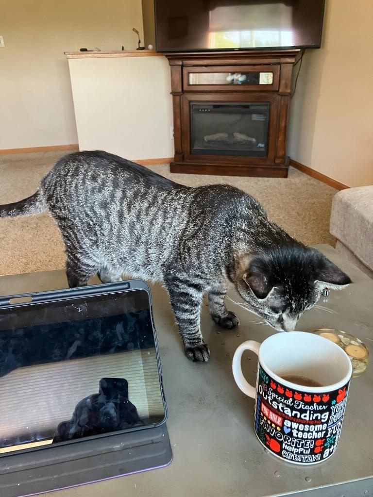 Enlarge Raccoon, a Adoptable mixed breed in Menomonie, WI image 4/4