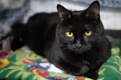 Sootie — thumbnail 2