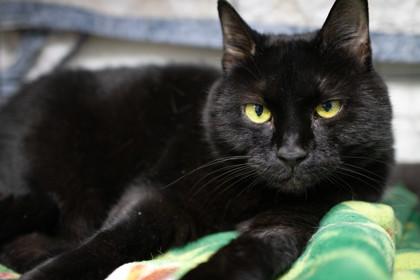 Sootie — thumbnail 3