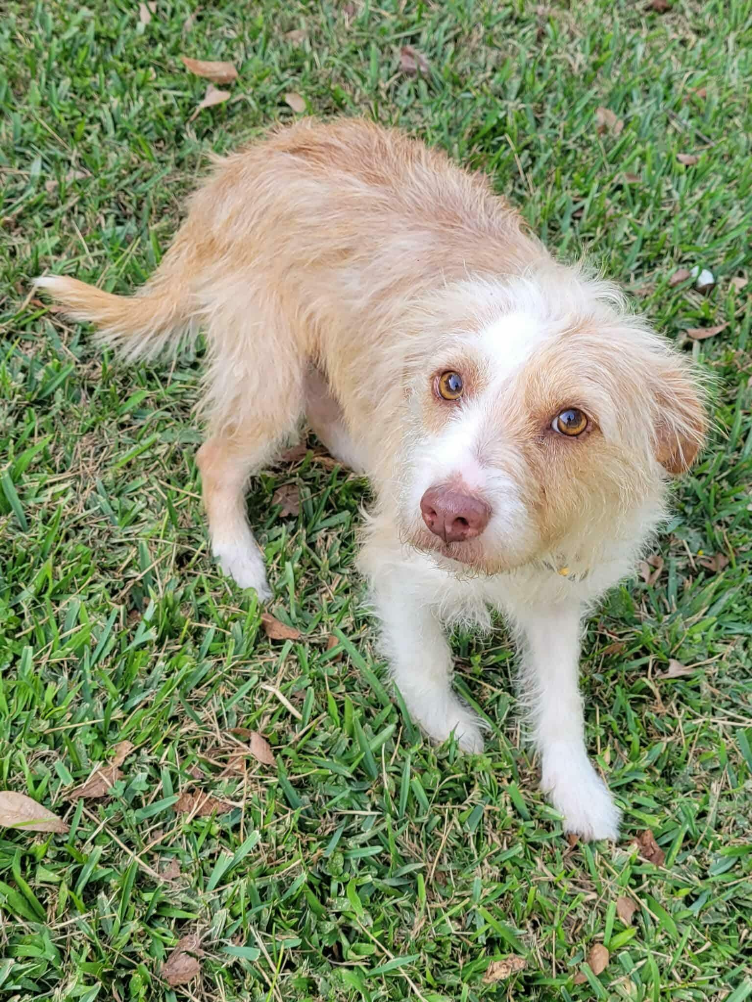 Beckett, ADOPTABLE, Adult Male Wirehaired Terrier.