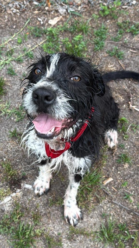 Rambi, Adoptable, Adult Female Schnauzer & Border Collie.