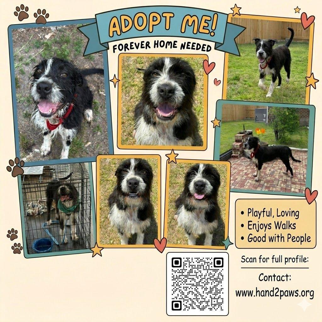 Enlarge Rambi, a Adoptable mixed breed in Augusta, GA image 2/4