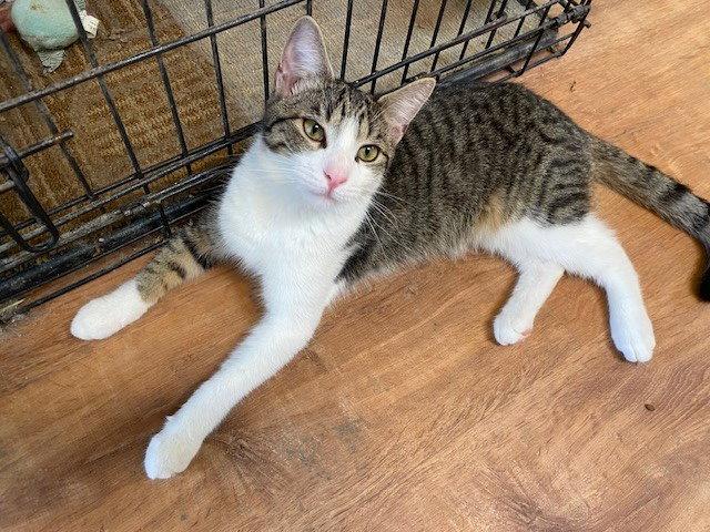 Jinx, Adoptable, Young Male Domestic Short Hair.
