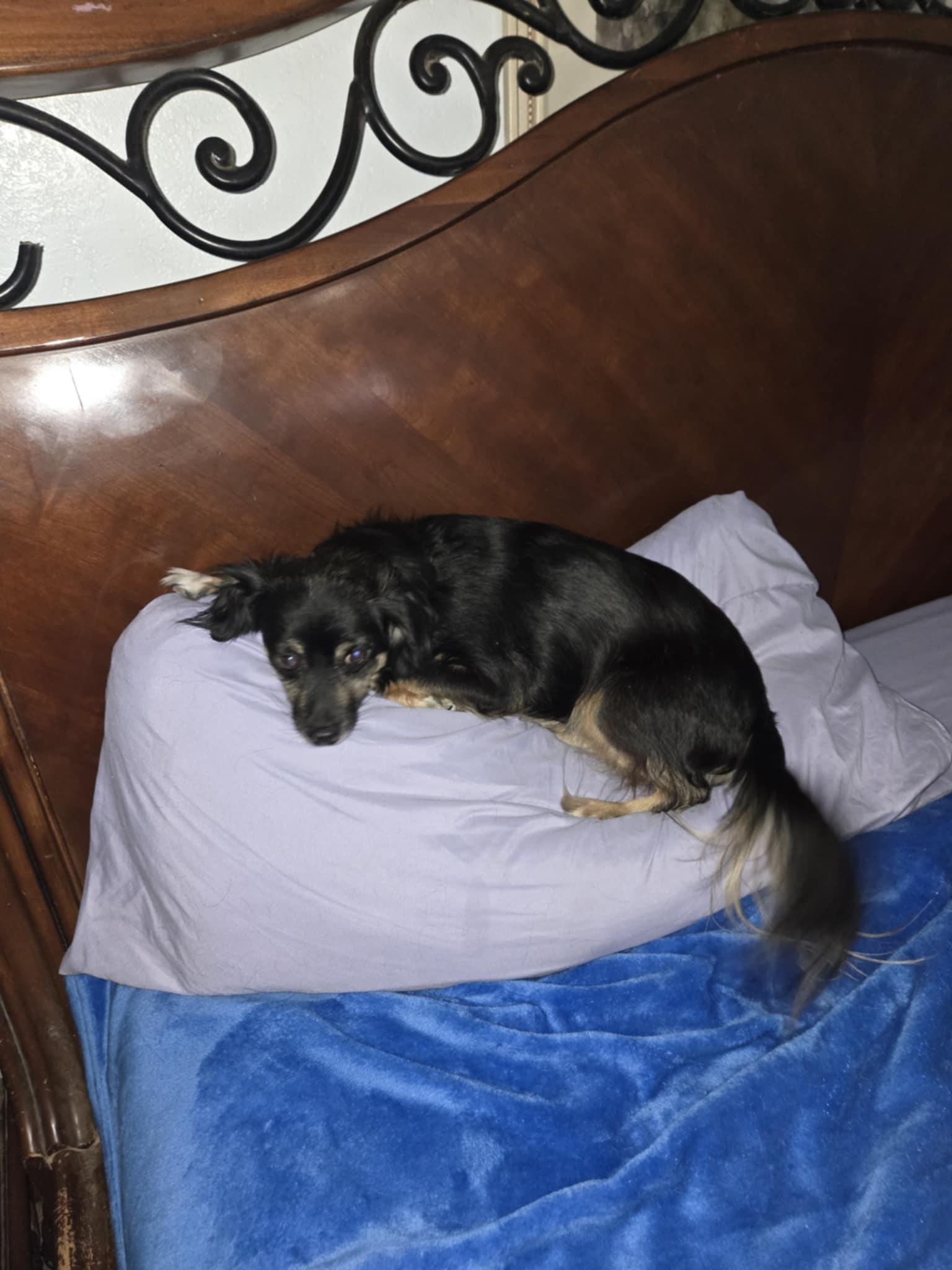 Enlarge Precious, a Adopted mixed breed in Fort Worth, TX image 1/1