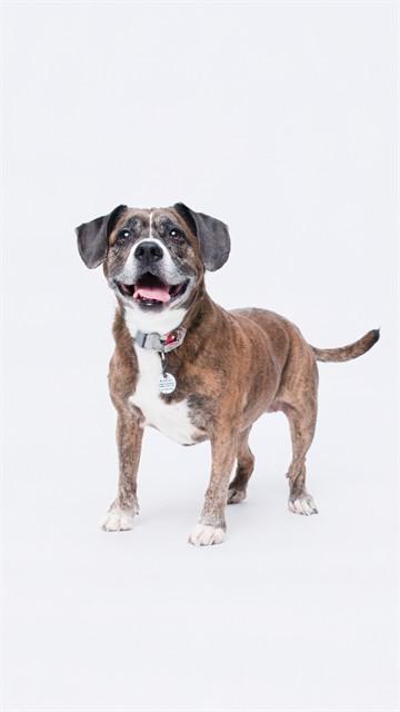SUGA, Adoptable, Senior Female Boxer & Mixed Breed.