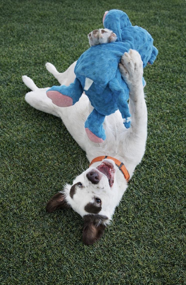 Enlarge Olivia, a ADOPTABLE mixed breed in Scottsdale, AZ image 1/6