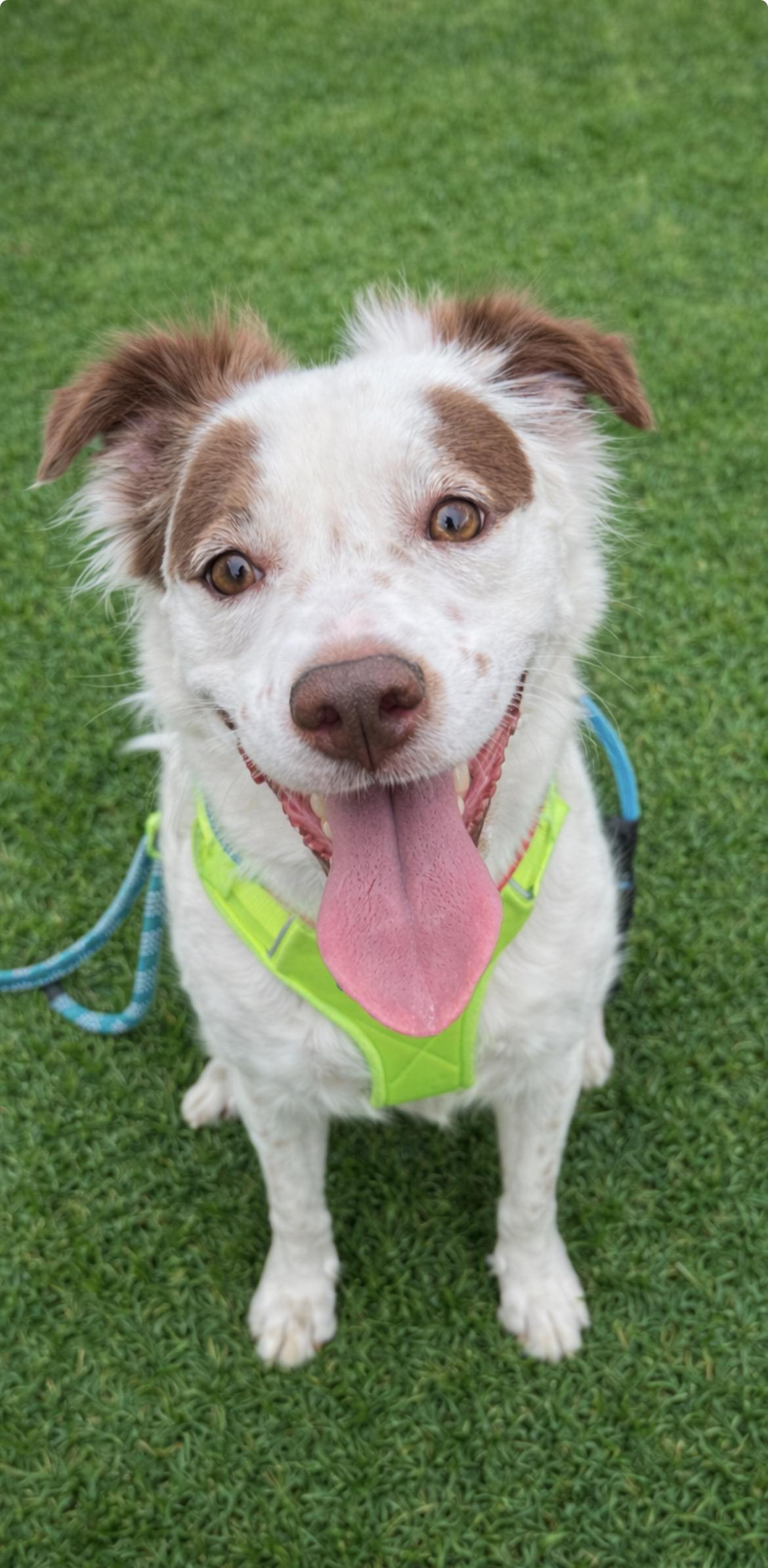 Enlarge Olivia, a ADOPTABLE mixed breed in Scottsdale, AZ image 2/6