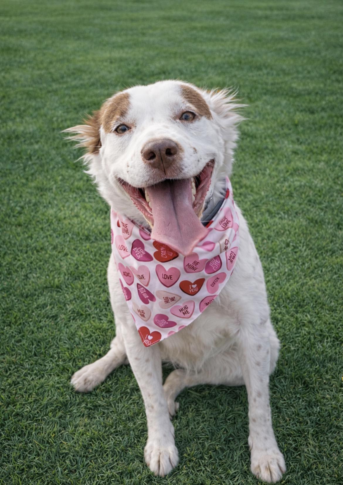 Enlarge Olivia, a ADOPTABLE mixed breed in Scottsdale, AZ image 3/6