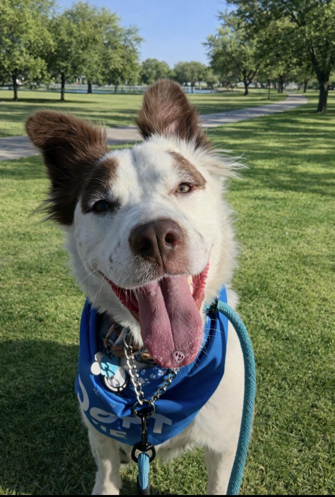 Enlarge Olivia, a ADOPTABLE mixed breed in Scottsdale, AZ image 6/6