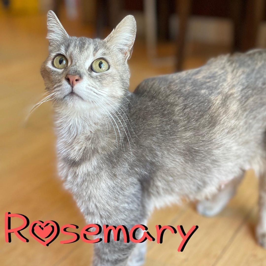 Rosemary