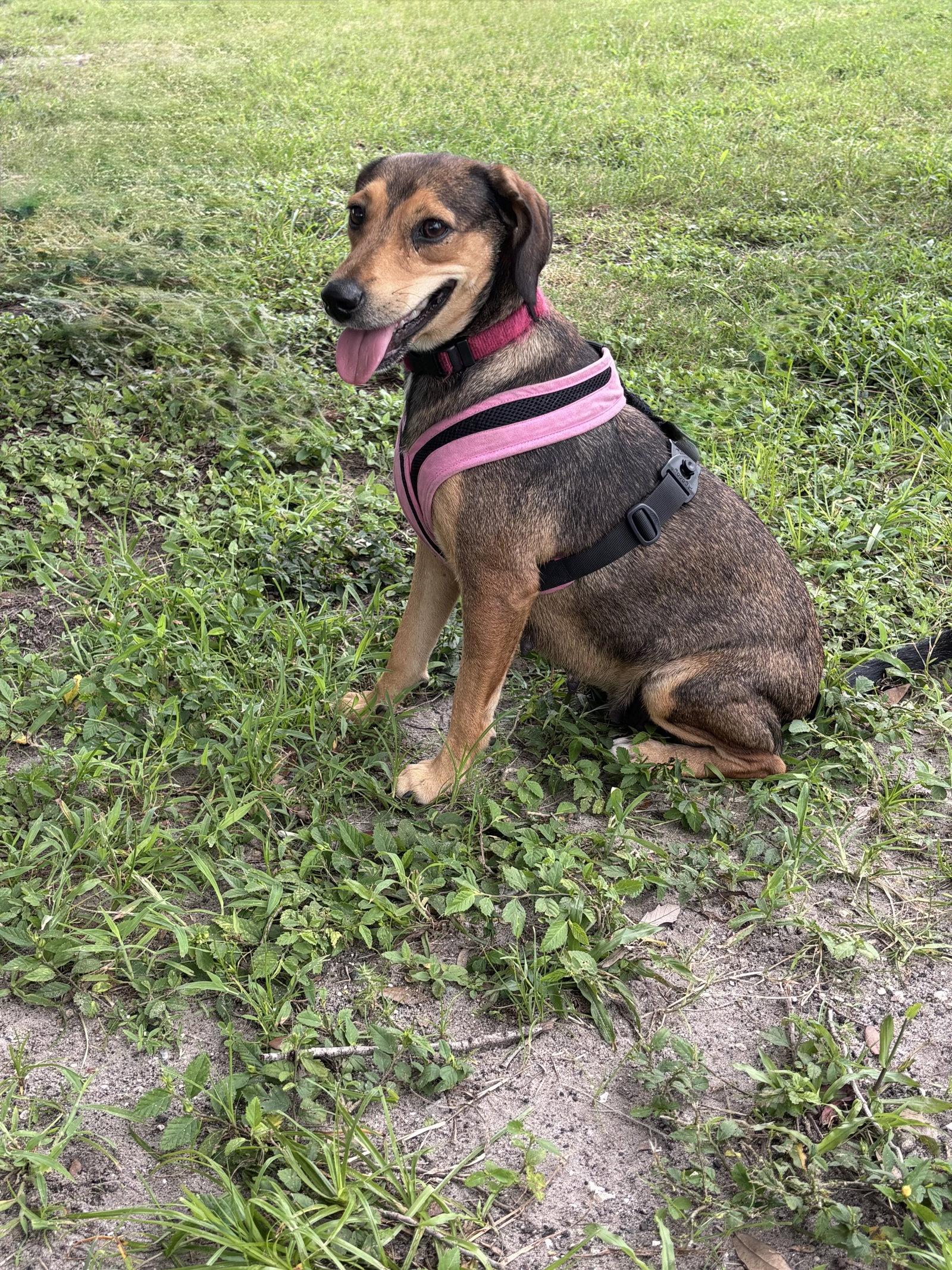 Sara Lee, Adoptable, Adult Female Beagle.