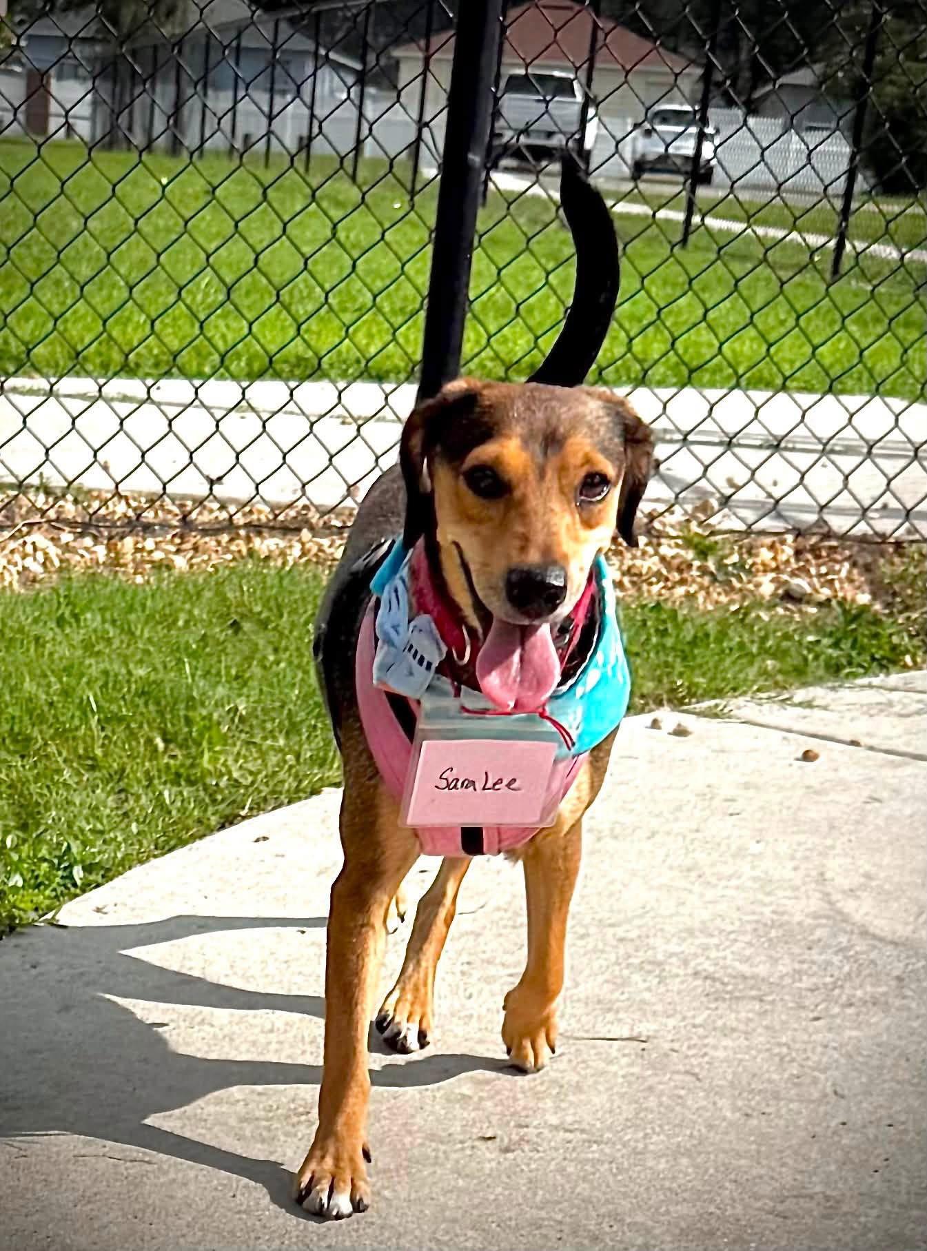 Sara Lee, a Adoptable Beagle in Tampa, FL image 2/3
