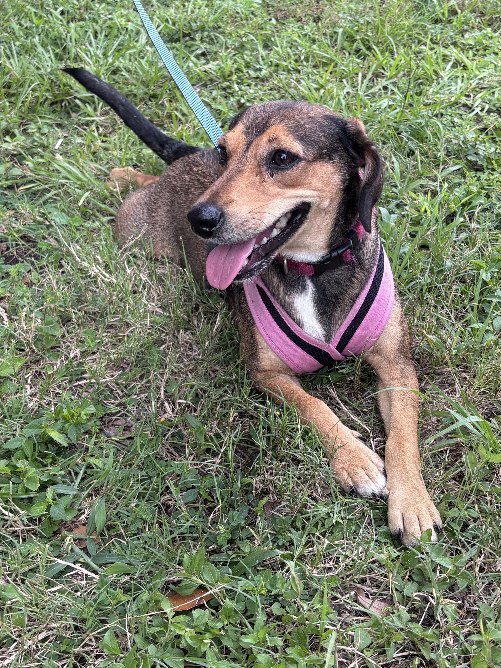 Sara Lee, a Adoptable Beagle in Tampa, FL image 3/3