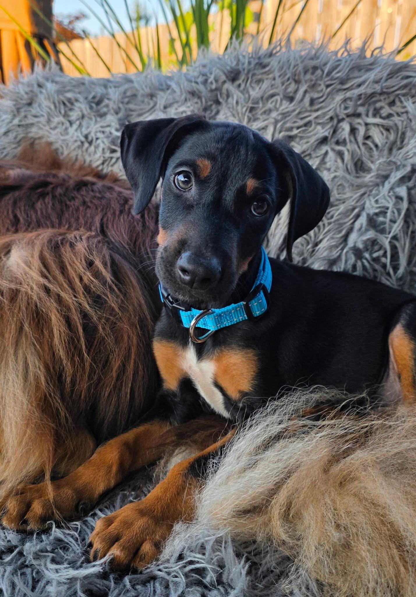 Marty, Adoptable, Puppy Male Doberman Pinscher.