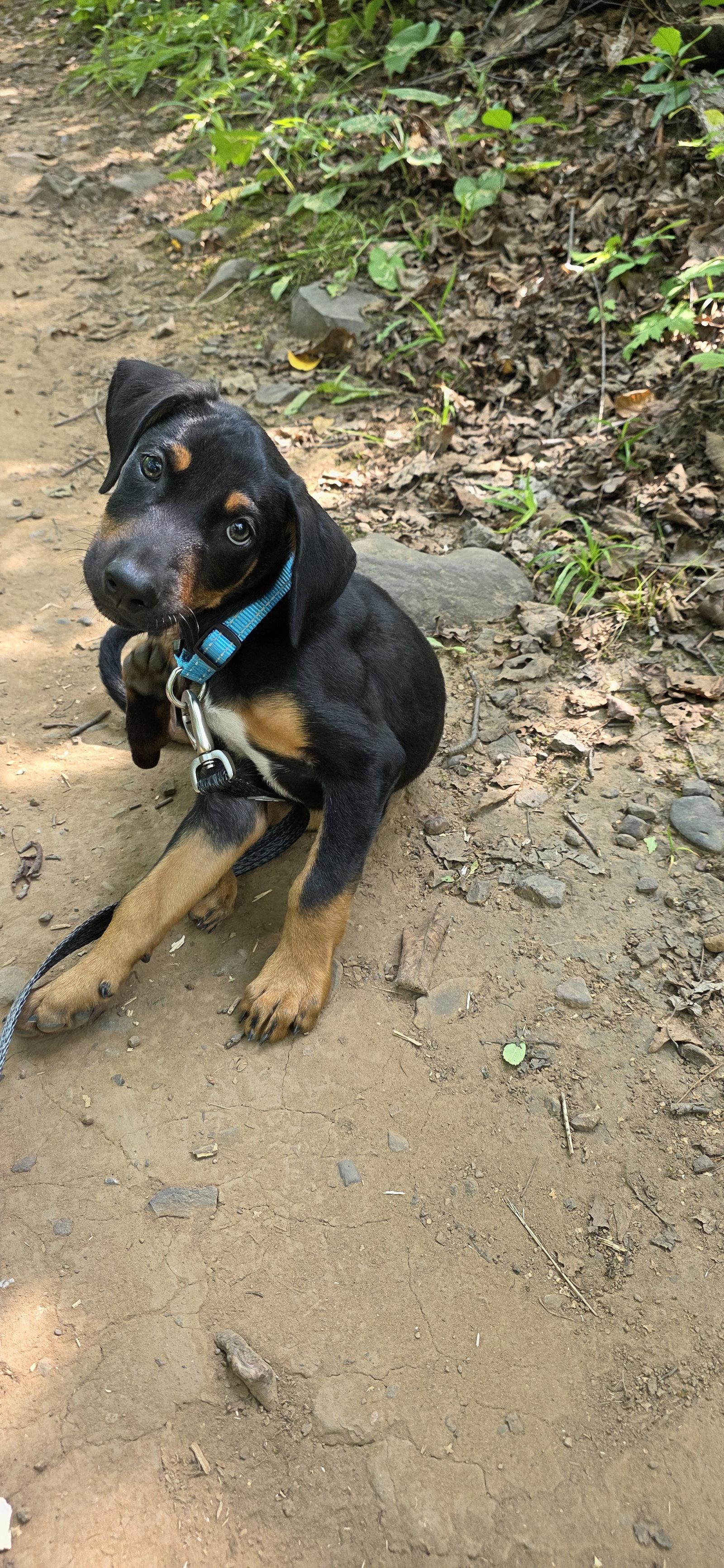 Enlarge Marty, a Adoptable Doberman Pinscher in Minneapolis, MN image 2/3