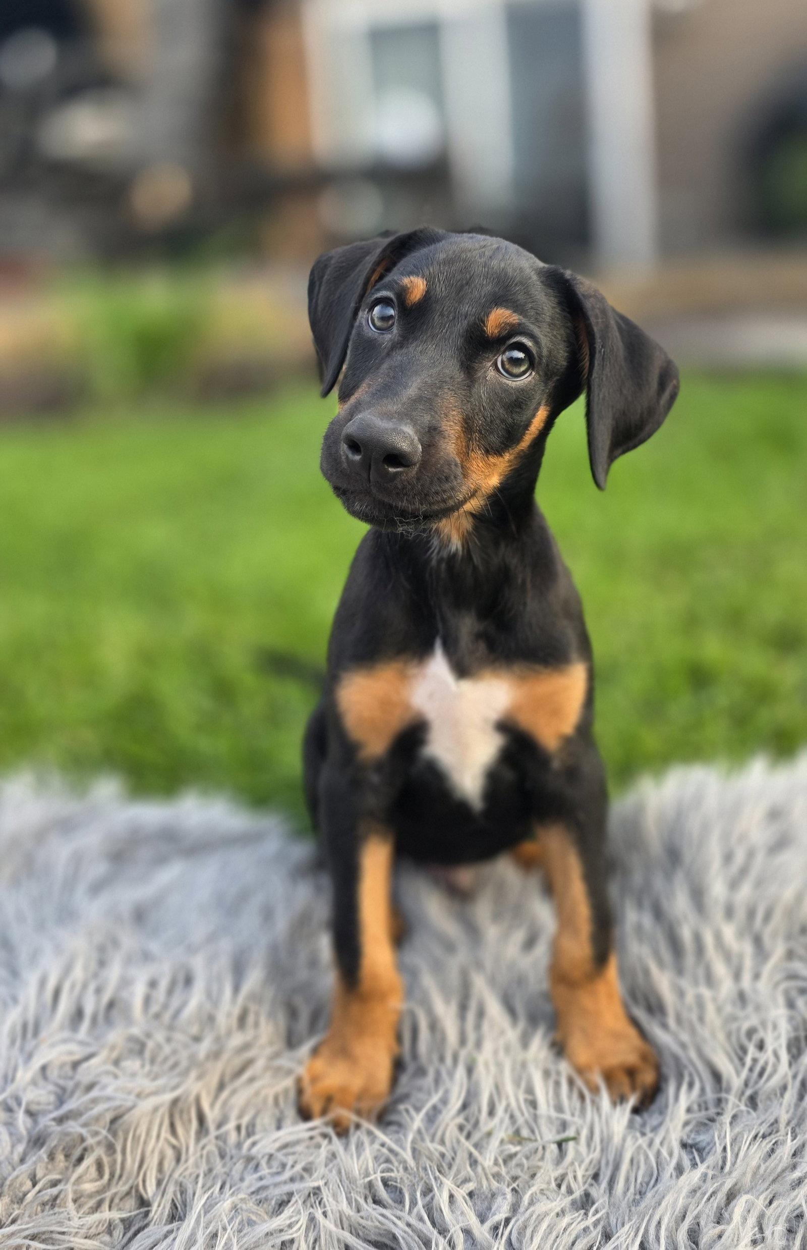 Enlarge Marty, a Adoptable Doberman Pinscher in Minneapolis, MN image 3/3
